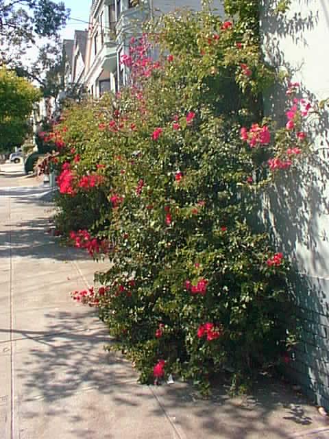 Clipper Street San Francisco