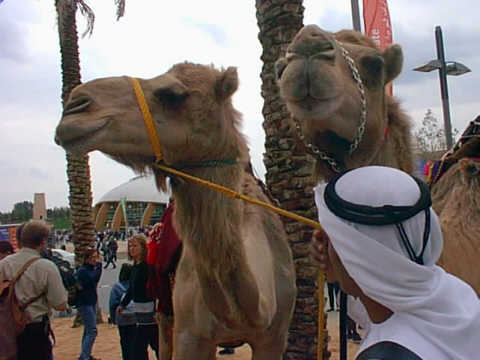 Triumph der Dummheit.